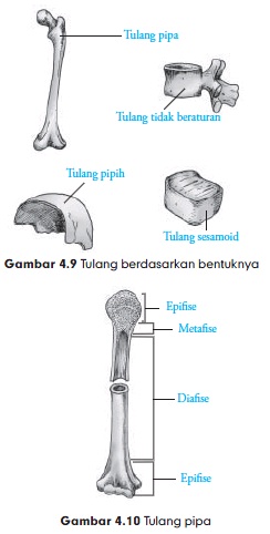 bentuk tulang
