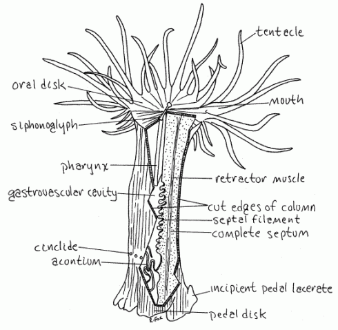 coelenterata