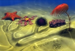 Echinoderm