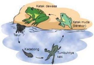 katak