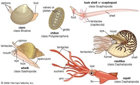 mollusca