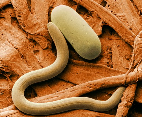 nematoda