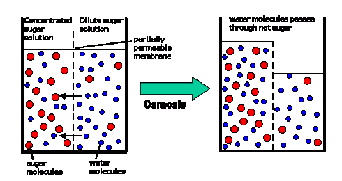 osmosis
