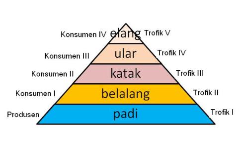 Piramida makanan dan rantai makanan